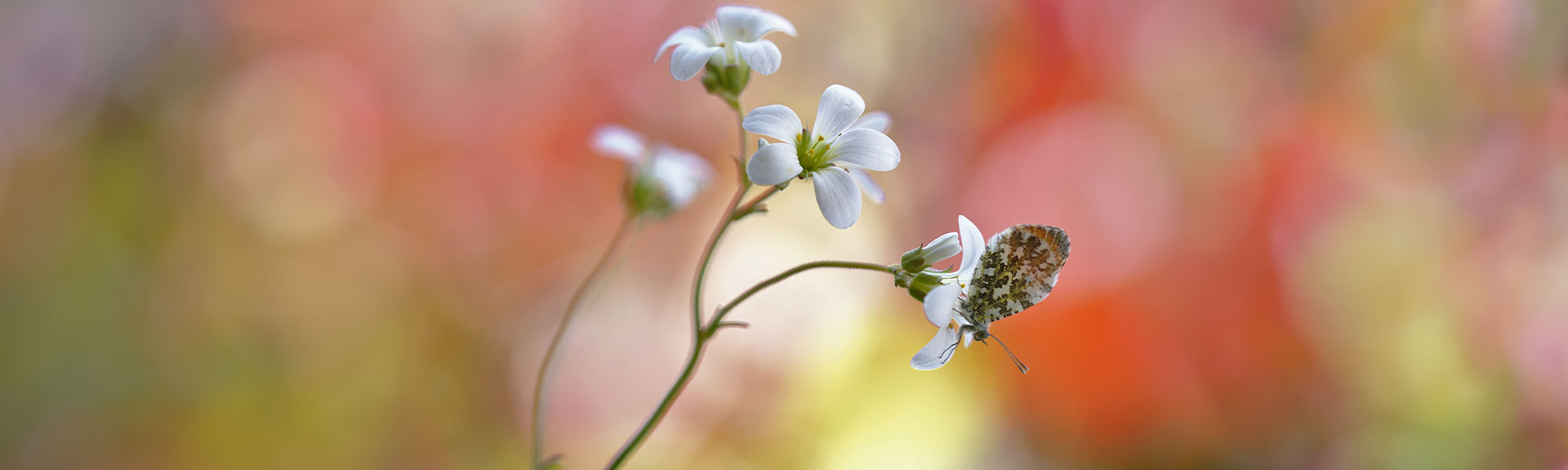 Schmetterling auf Blume